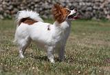 EPAGNEUL PAPILLON 110